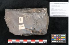 Foto (Objekt + Etikett) von Knorria imbricata Sternbg. (NHMW-GEO-2024-0188-11042)